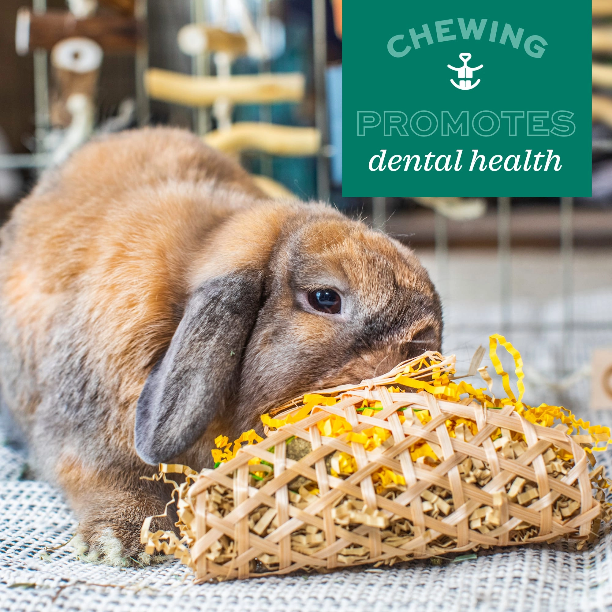 Oxbow Animal Health Apple Stick Bouquet